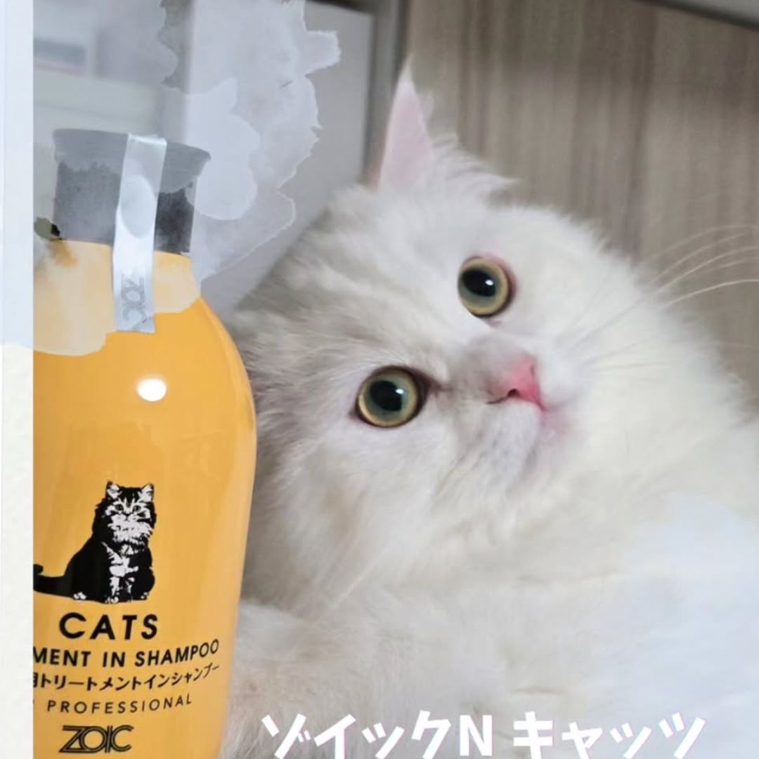 キャッツ アンバサダー ボイス