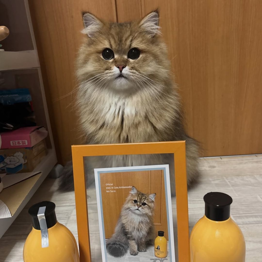 キャッツ アンバサダー ボイス