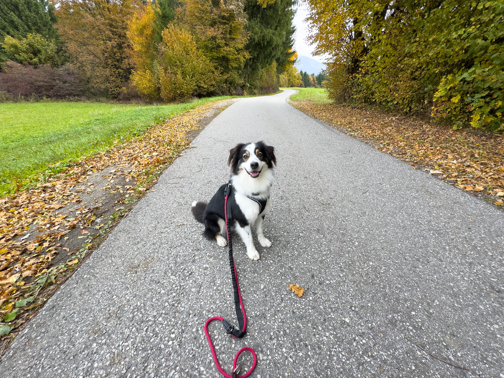 秋の散歩で犬の毛につく「ひっつき虫」とは?見つけたときの対処とチェックポイント