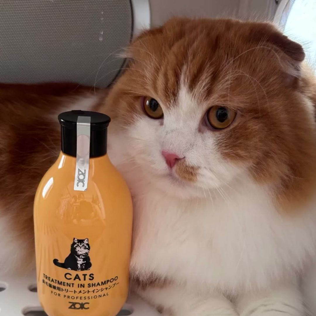 キャッツ アンバサダー ボイス