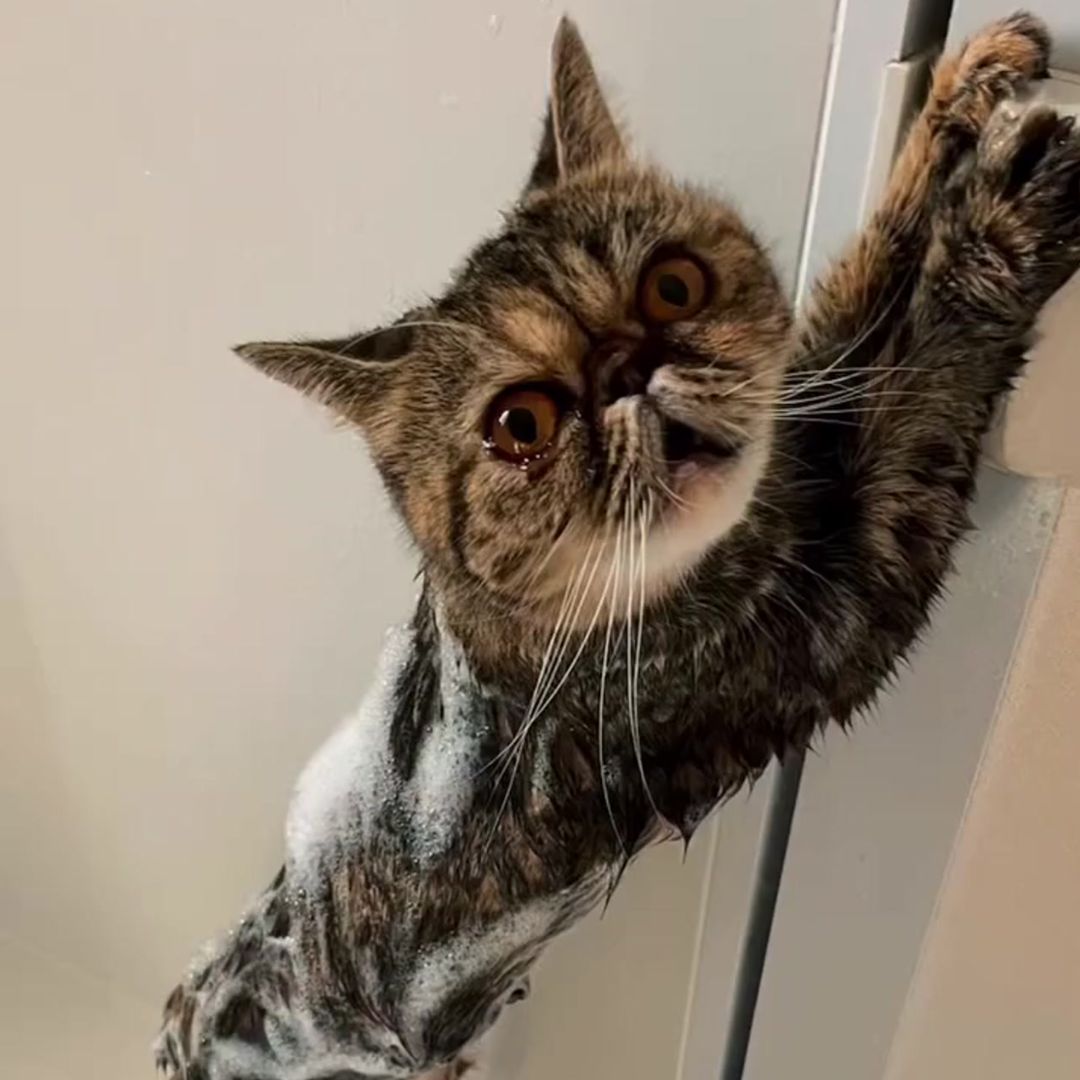 キャッツ アンバサダー ボイス