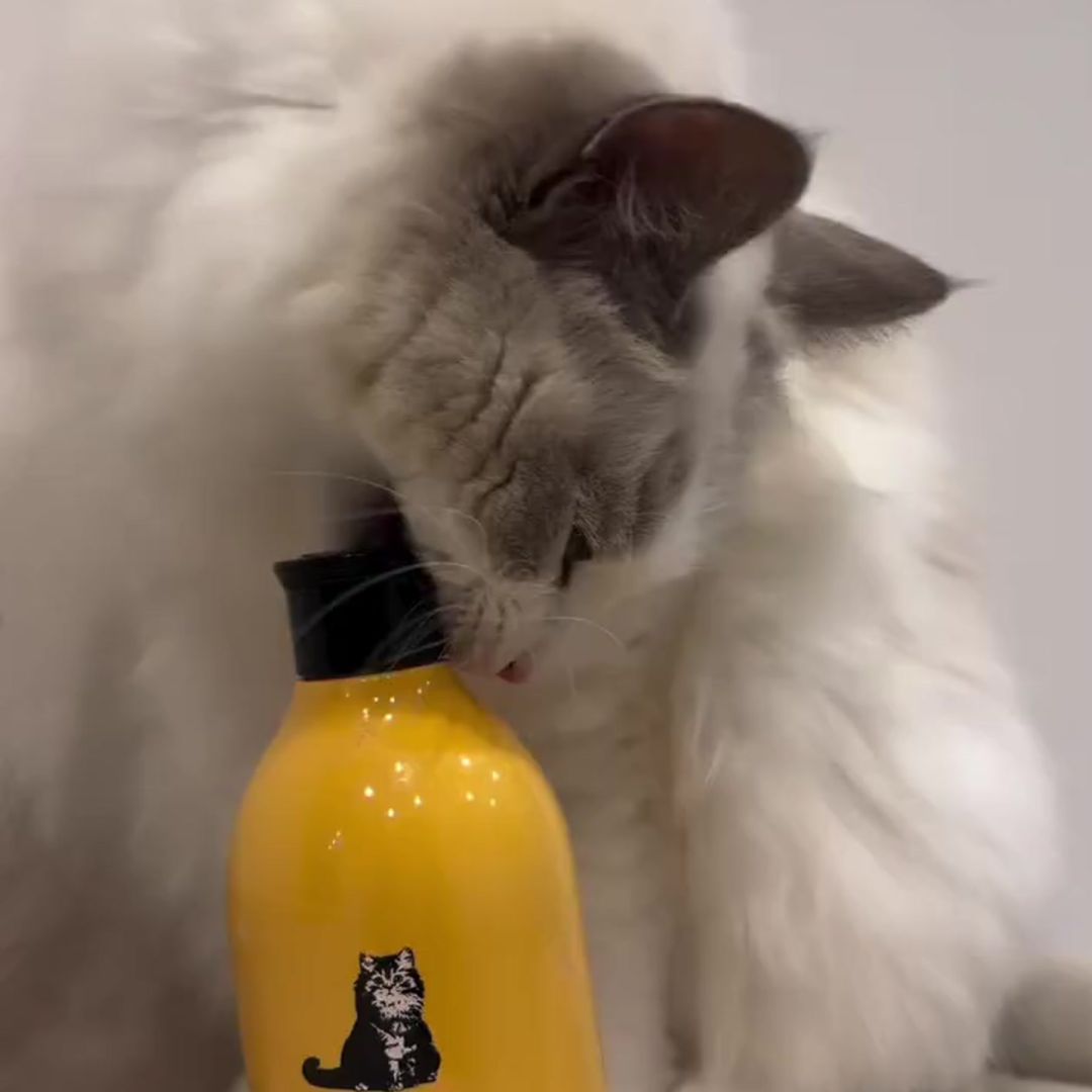 キャッツ アンバサダー ボイス