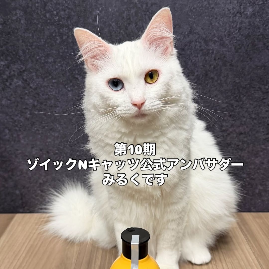 キャッツ アンバサダー ボイス