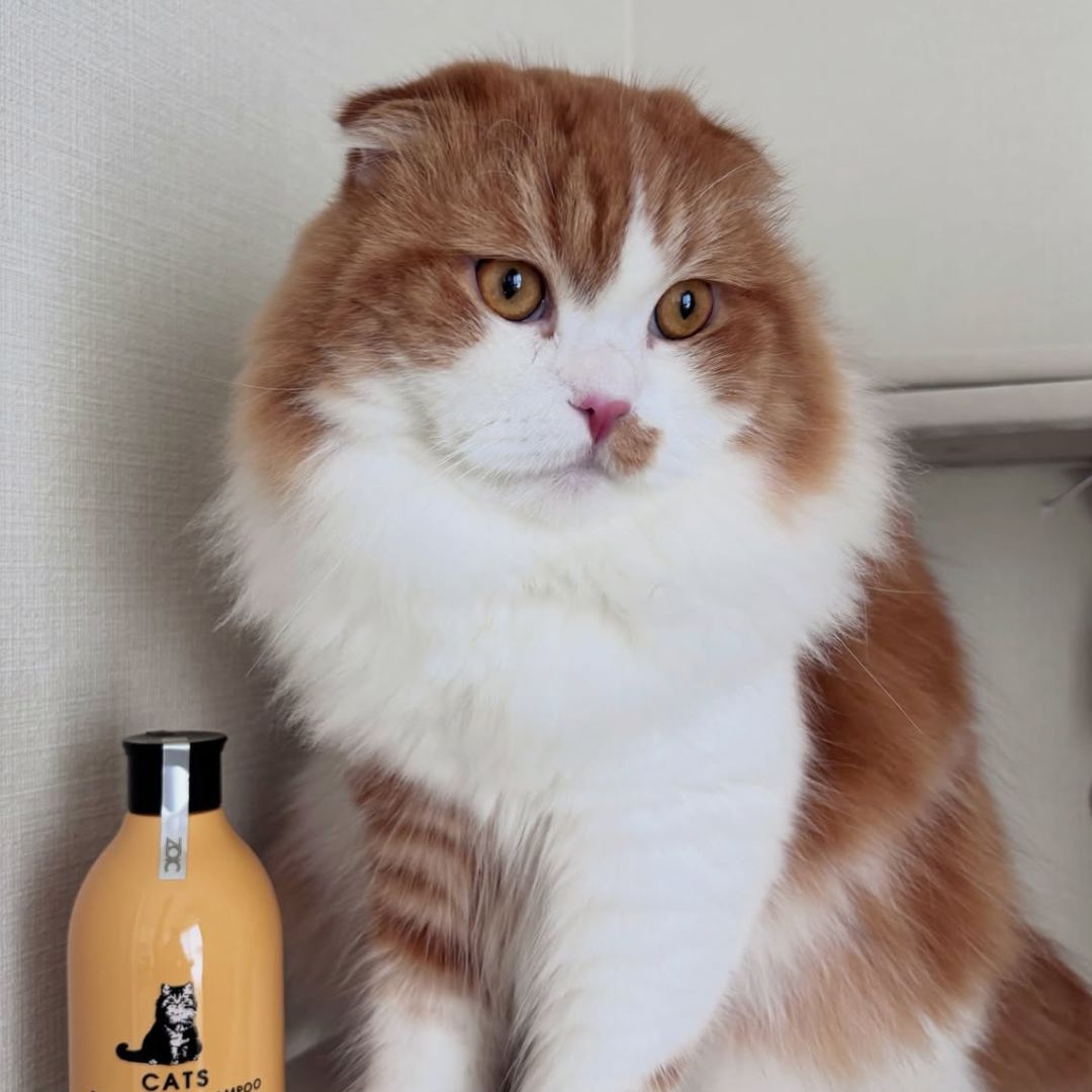 キャッツ アンバサダー ボイス