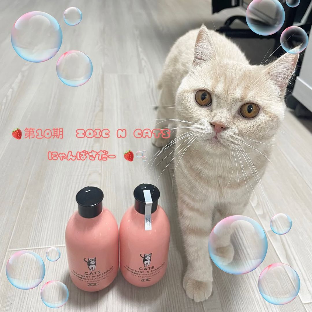 キャッツ アンバサダー ボイス