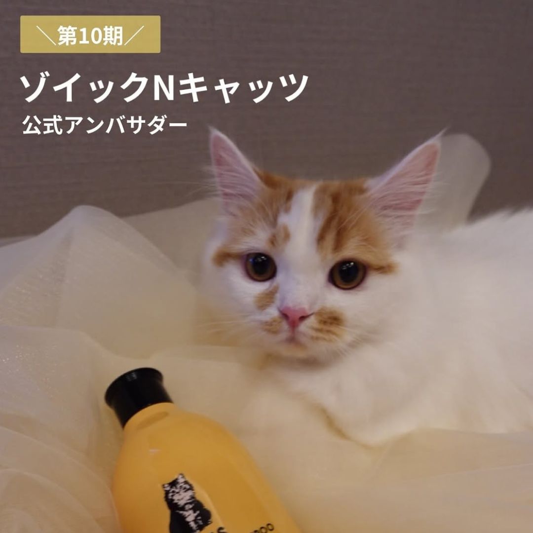 キャッツ アンバサダー ボイス