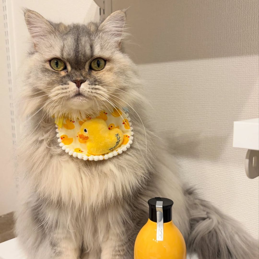 キャッツ アンバサダー ボイス
