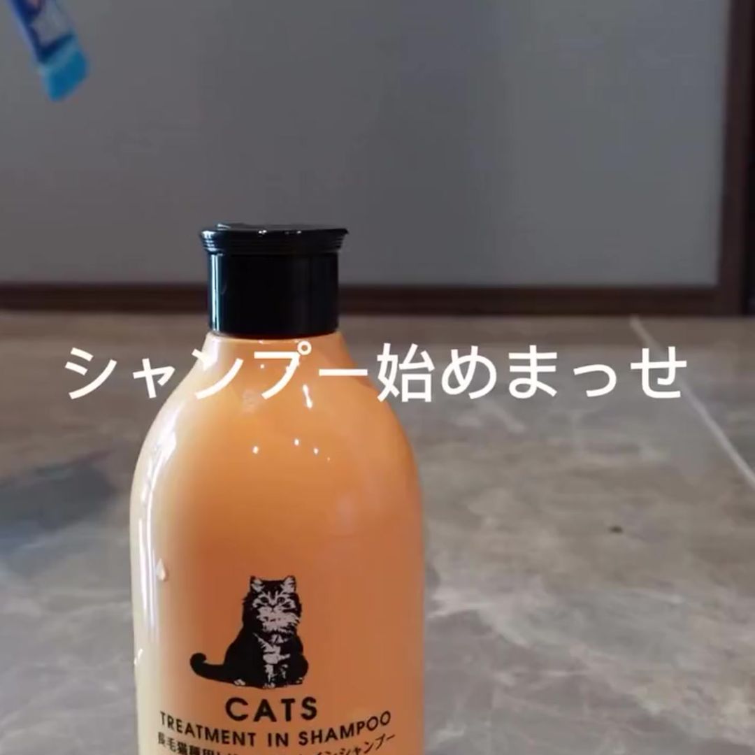 キャッツ アンバサダー ボイス