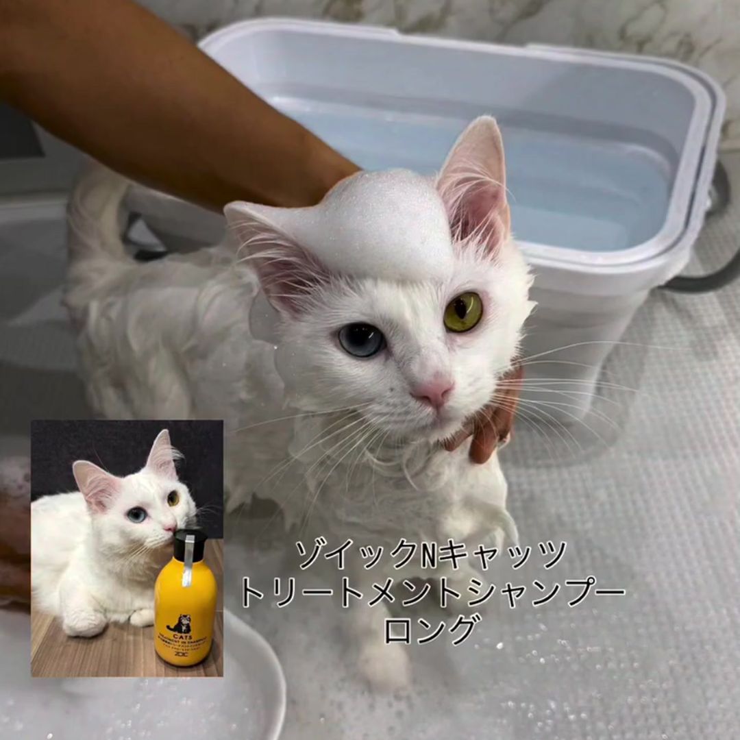 キャッツ アンバサダー ボイス