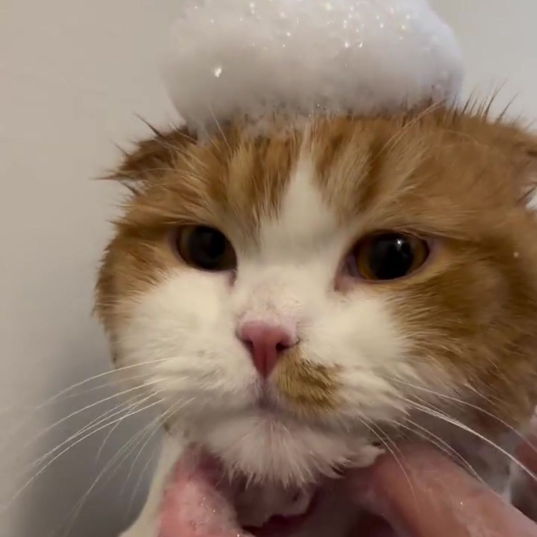 キャッツ アンバサダー ボイス