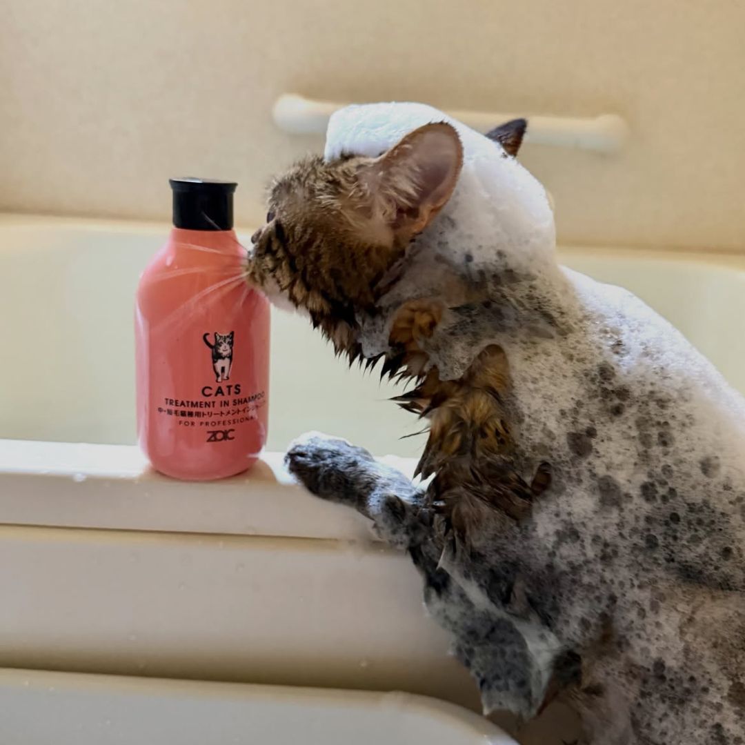 キャッツ アンバサダー ボイス