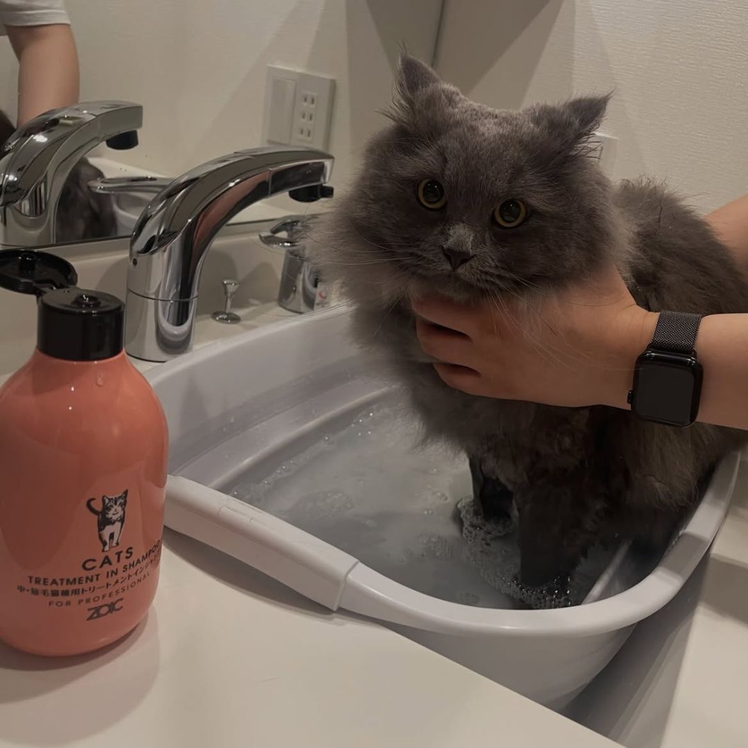 キャッツ アンバサダー ボイス