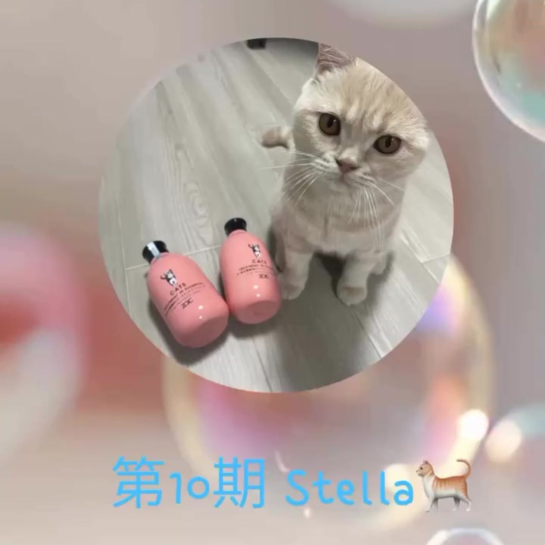 キャッツ アンバサダー ボイス