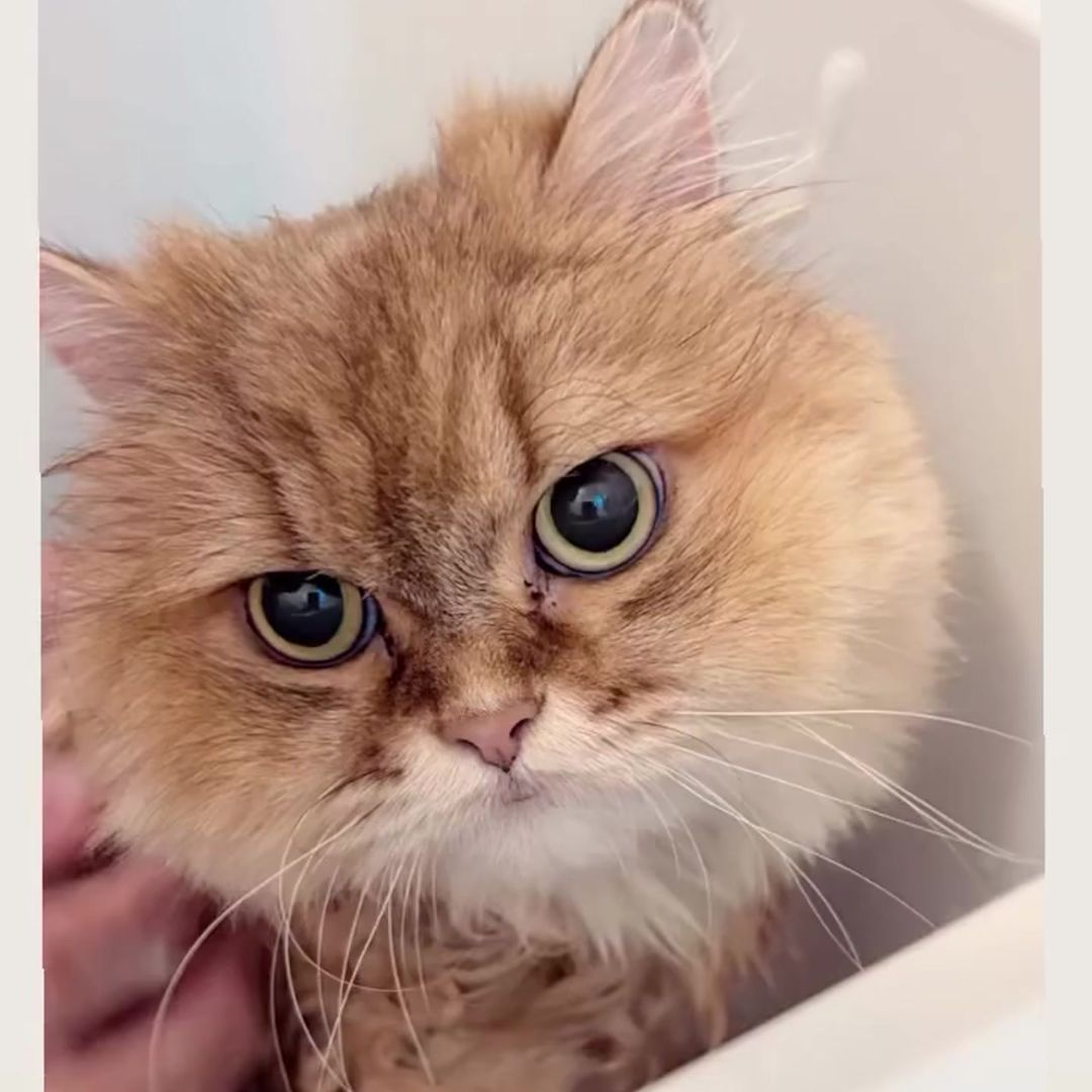 キャッツ アンバサダー ボイス
