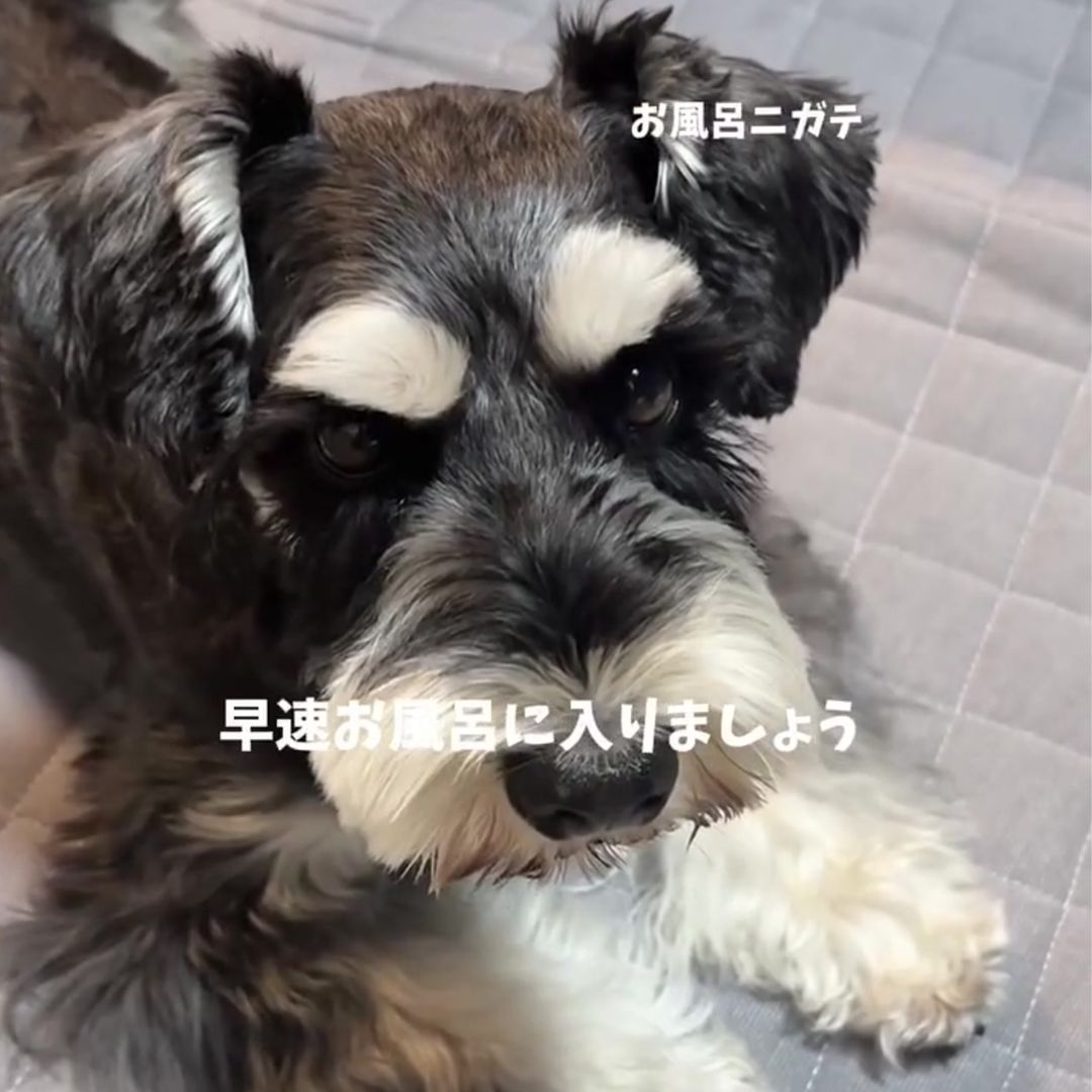 ゾイック N アンバサダー ボイス