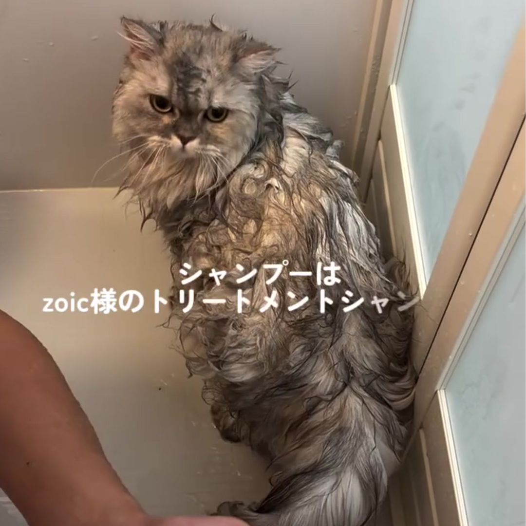 キャッツ アンバサダー ボイス