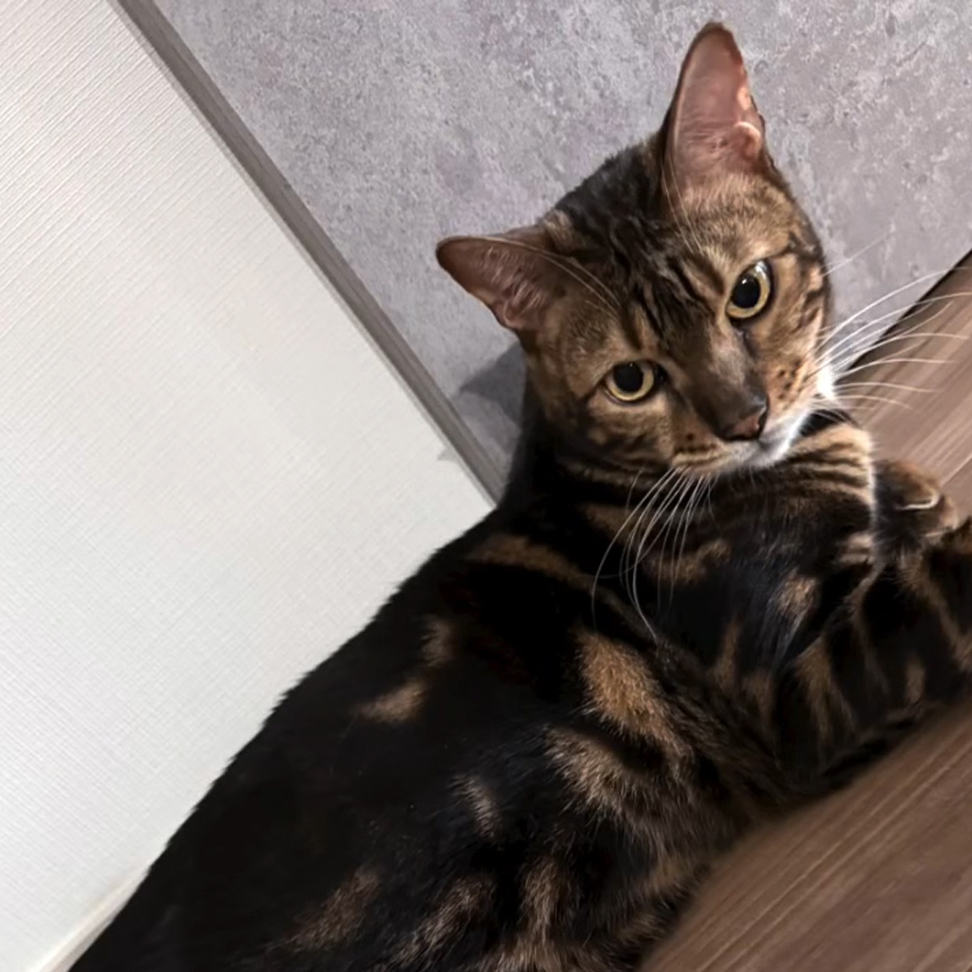 キャッツ アンバサダー ボイス