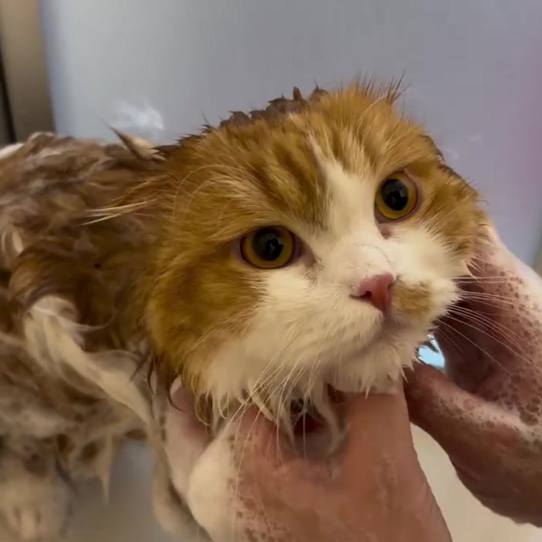 キャッツ アンバサダー ボイス