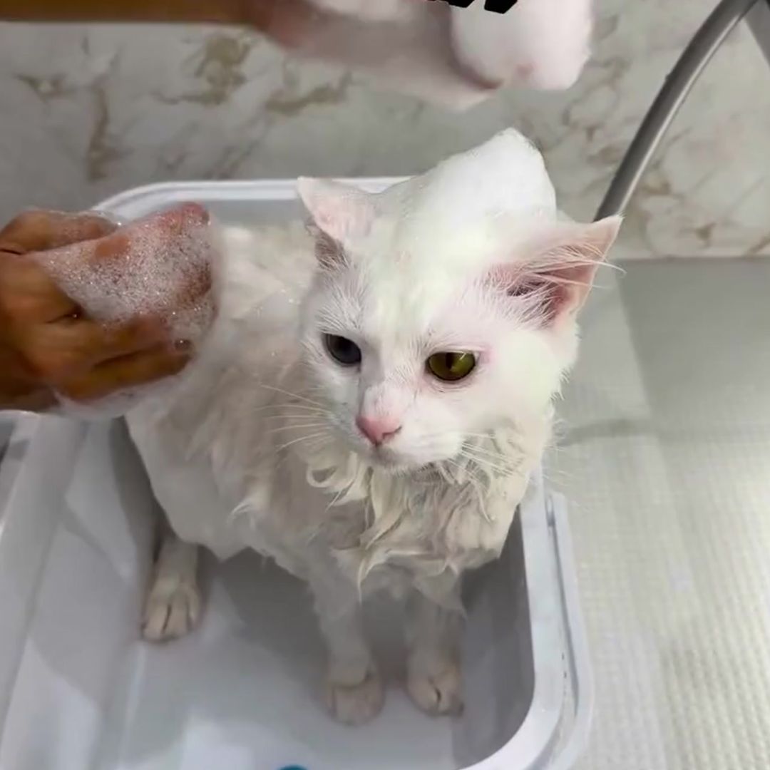 キャッツ アンバサダー ボイス
