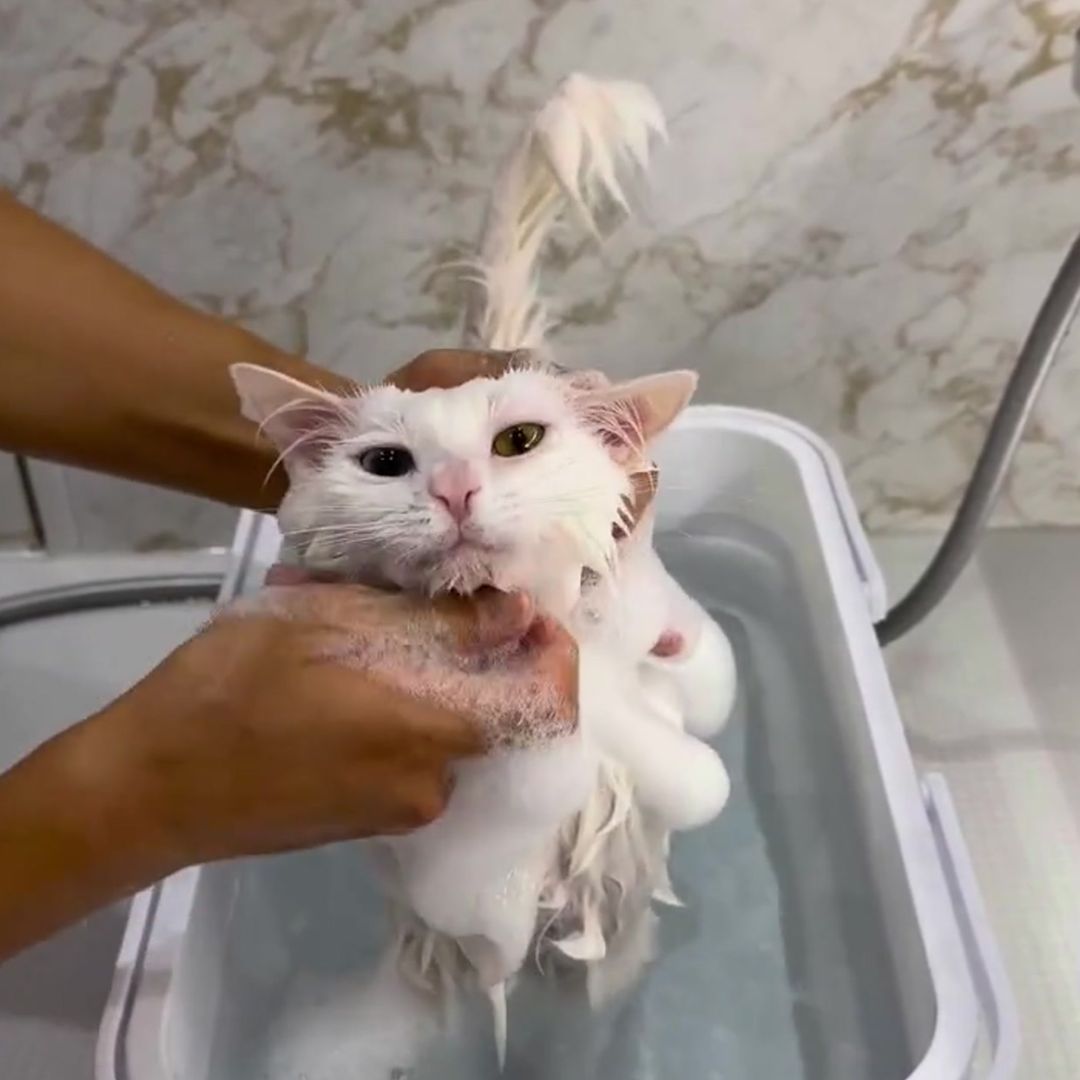 キャッツ アンバサダー ボイス