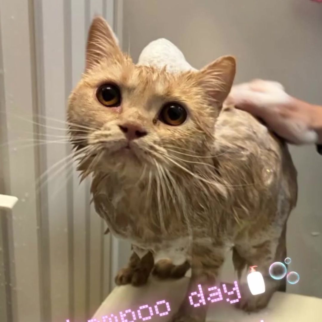 キャッツ アンバサダー ボイス