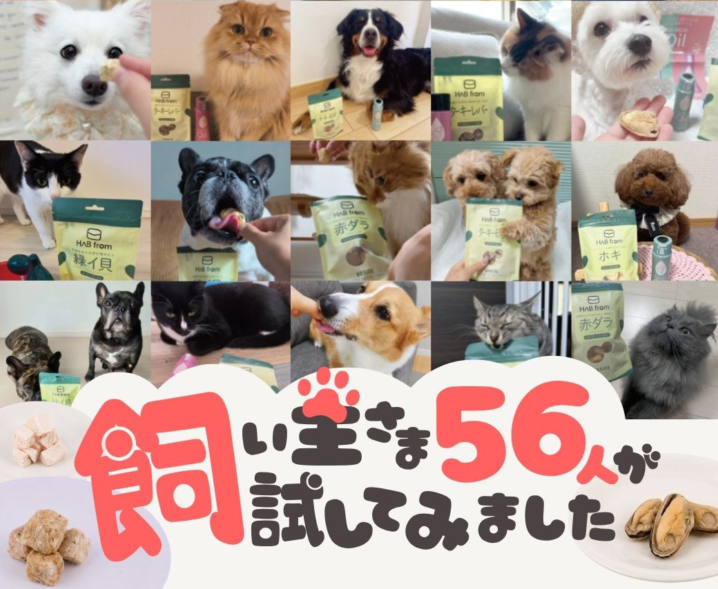 食いつきは?満足度は?飼い主さま56人がHAB from BESIDEを試してみました