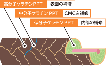 被毛の表面から内部まで補修します。