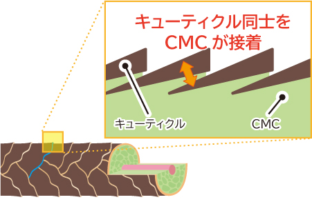 キューティクルを守り被毛の損傷を防ぎます。