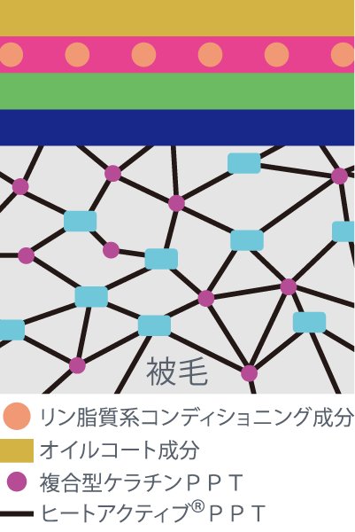 ヒートアクティブ®PPTがケラチンPPT、複合型ケラチンPPTと結びつき被毛のダメージを補修、ふんわり感をあたえます。オイルコート成分がすべりをあたえ、複合型ケラチンPPTが仕上がりを持続させます。