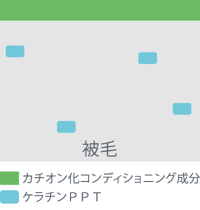 カチオン化コンディショニング成分が被毛に吸着