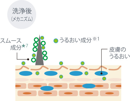 洗浄後（メカニズム）うるおい成が皮膚・被毛にうるおいを補給、スムース成分が被毛にすべりをあたえます。