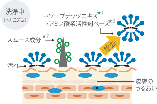 洗浄中（メカニズム）ソープナッツエキスとアミノ酸系活性剤ベースがうるおいを残しながら汚れを除去